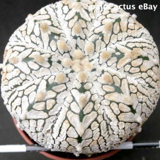 Astrophytum Superkabuto V - Type Seedling King Size Rare Cacti Plant 30/6