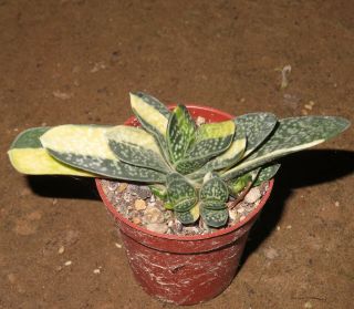 Gasteria Marmorata Variegata 7cm Rare Succulent Plant Haworthia Aloe Aztekium V