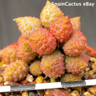 Adromischus Marianiae Var.  Herrei " Red Coral " Bm 2199 Rare Succulent Plant 16/6
