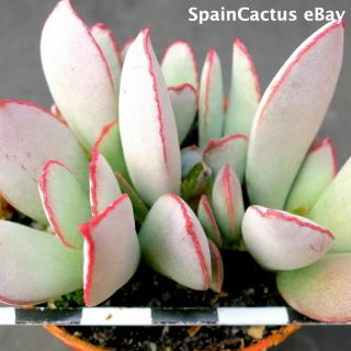 Adromischus Schuldtianus Pvb 2838 “karas Mt.  ” Red Edge Rare Succulent Plant 16/6