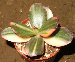 Crassula Argentea Cv Maruba Nishiki Variegata Rare Succulent Plant Echeveria V