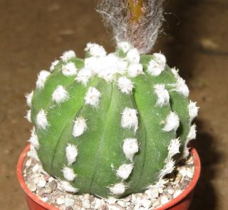 Echinopsis Subdenudata Cv Fuzzy Navel Rare Succulent Plant Trichocereus V
