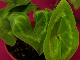 Ulearum Donburnsii Rare Velvet Aroid Plant Anthurium Philodendron