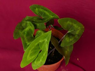 Ulearum Donburnsii Rare Velvet Aroid Plant Anthurium Philodendron 5