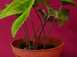 Ulearum Donburnsii Rare Velvet Aroid Plant Anthurium Philodendron 6
