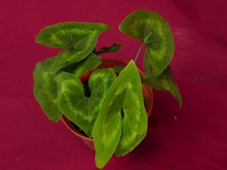 Ulearum Donburnsii Rare Velvet Aroid Plant Anthurium Philodendron 7