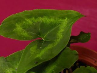 Ulearum Donburnsii Rare Velvet Aroid Plant Anthurium Philodendron 8