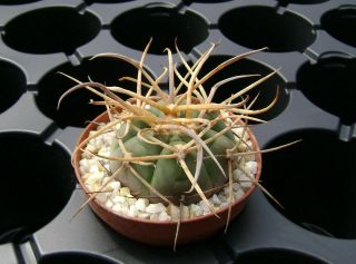 Gymnocalycium Spegazzinii Ssp.  Cardenasianum Own Root Rare Cactus 08064