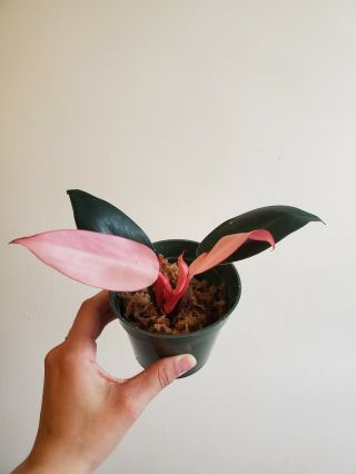 Rare Small Pink Congo Philodendron Aroid Plant Rooted Houseplant