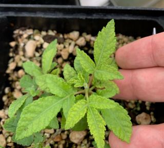 Commiphora Confusa Seedling Very Rare