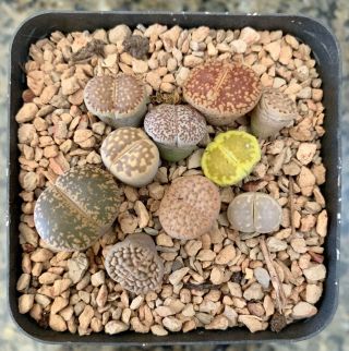 Assorted Rare Lithops Living Stones Succulents In A 3.  5 Inches Pot - Set 2