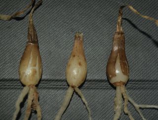 Brunsvigia Species Matjiesriver Three (3) Bulbs Rare Sa 5 Year Old Seedling Bulbs