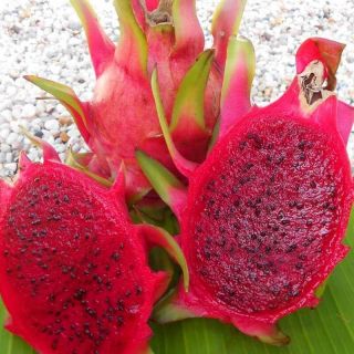 Rare Red Dwarf Dragon Fruit - One cut - truly one of god ' s wonders 5