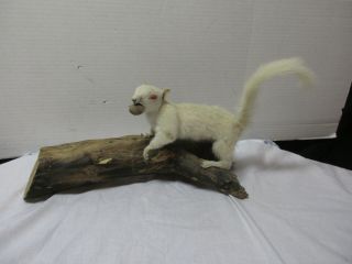 Rare White Squirrel Taxidermy With Red Eyes