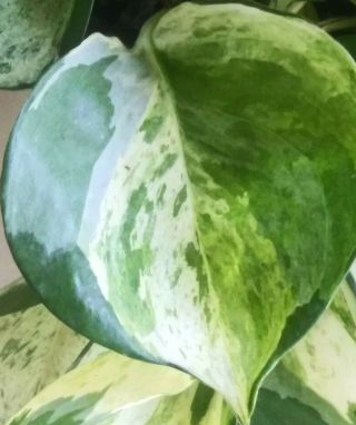 Exceedingly Rare " Manjula Pothos " Unbelievable Showstopper Variegation And Leaf