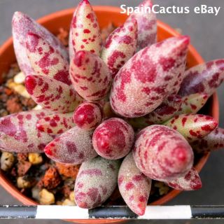 Adromischus Filicaulis Cv.  “red Egg” Red Colors Rare Succulent Plant 23/6