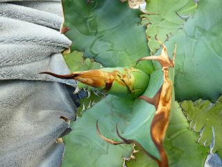 Agave titanota sp.  FO 76 / spines - excelent colour / very rare plant 2