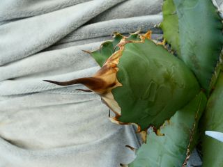 Agave titanota sp.  FO 76 / spines - excelent colour / very rare plant 3