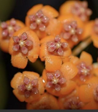 Hoya Endauensis Rare/htf (3 Node Cutting) - Fragrant Orange Flowers