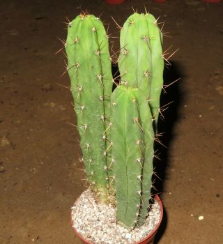 Trichocereus Bridgesii 15cm Rare Cactus Astrophytum Plant Echinopsis Aztekium T