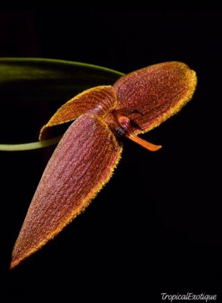 Bulbophyllum Sannio Extremely Rare Orchid Species Miniature