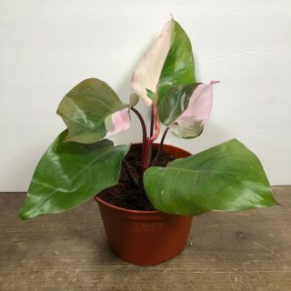 Pink Princess Philodendron - Rooted,  Variegated Aroid Rare