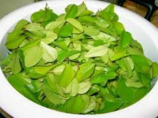 Rare Jelly Vine - Lá Suong Sam - 100 Counts Of Fresh Pick Leaves