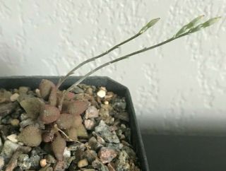 Andromischus Alveolatus Rare Succulent Plant Not Cactus