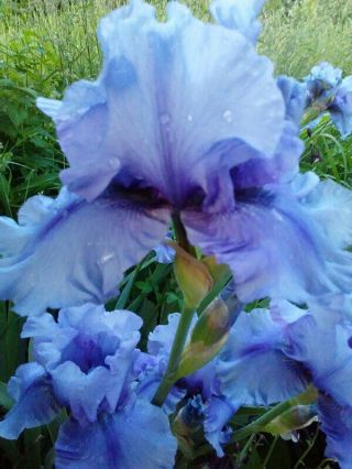 2 Bearded Iris Bulbs Perennial Rhizome Fragrant Flower Rare Landscape Cute Yard