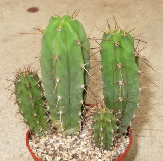 Trichocereus Bridgesii 8cm Rare Cactus Astrophytum Plant Echinopsis Ariocarpus Q