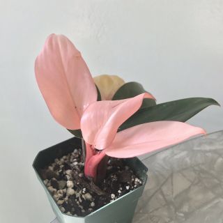 Large Philodendron Pink Congo Rare Plant Rooted Aroid