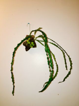 Campyloneurum Angustifolium - Narrow Strap Leaf Fern Rare Epiphyte With Dischidia