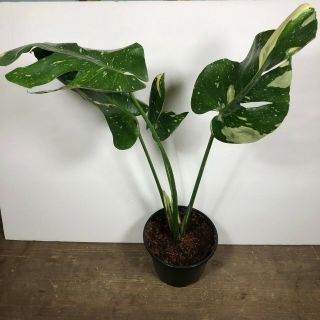 Thai Constellation Monstera Plant - Rooted,  Variegated Rare