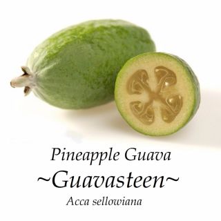 Pineapple Guava Guavasteen Feijoa Rare Fruit Tree Acca Sellowiana Live Plant