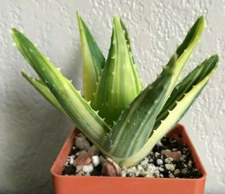 Aloe Nobilis Variegated Rare Succulent Plant Not Cactus