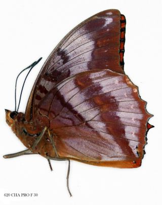 Insect Butterfly Moth Nymphalidae Charaxes Protoclea - Rare Male 620 Cha Pro F