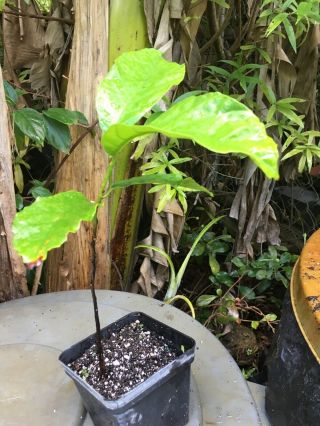 Rare Tropical Fruit Kwai Muk Artocarpus Hypargyreus