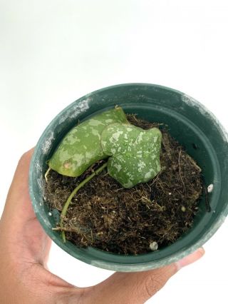 Rare Hoya Imbricata (dischidia) Usa