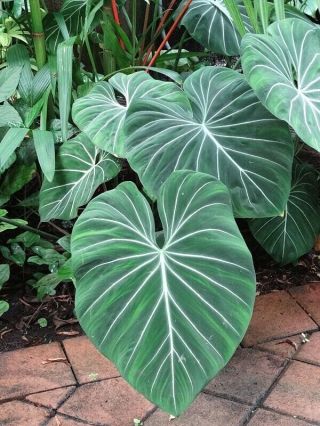 Huge Leaves Philodendron Gloriosum Aroid Rare Tropical Htg Htf Fully Rooted