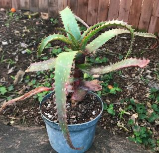 A,  Aloe MAWII (Kuhzi) VERY Rare Tree Aloe Aloidendron mawii BIG 2