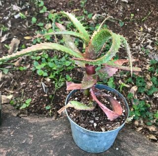 A,  Aloe MAWII (Kuhzi) VERY Rare Tree Aloe Aloidendron mawii BIG 4