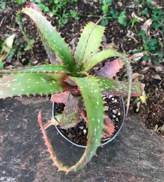 A,  Aloe MAWII (Kuhzi) VERY Rare Tree Aloe Aloidendron mawii BIG 5