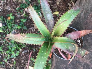 A,  Aloe MAWII (Kuhzi) VERY Rare Tree Aloe Aloidendron mawii BIG 6
