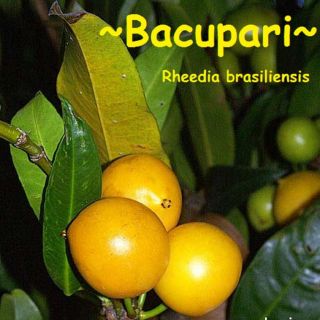 Bakupari Rheedia Brasiliensis Rare Fruit Tree Brazil Live Small Starter Plant
