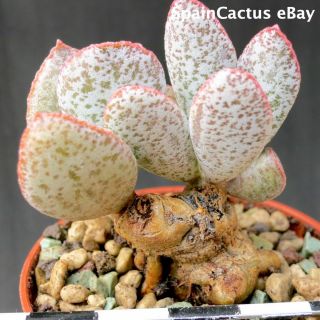 Adromischus Schuldtianus Ssp.  Schuldtianus “spotted” Rare Succulent Plant 23/6
