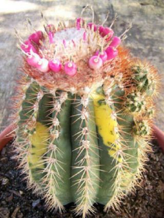 Melocactus Broadwayi Variegated Rare Seed Variegata Exotic Cactus 100 Seeds