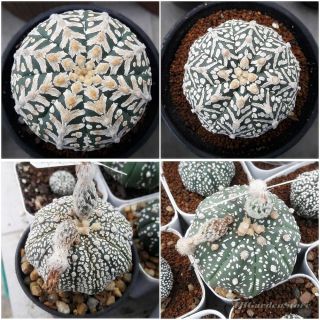 Cactus Astrophytu Cv.  Superkabuto V Type Seeds Mixed Succulent Rare : 30 Seeds