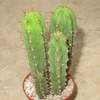 Trichocereus Bridgesii 9cm Rare Cactus Astrophytum Plant Echinopsis Ariocarpus L