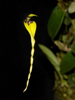 Bulbophyllum Contortisepalum Yellow Rare Miniature Ofchid Species