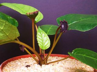 Dorstenia Elata Rare Succulents Caudex Exotic Caudiciform Bonsai Seed 50 Seeds